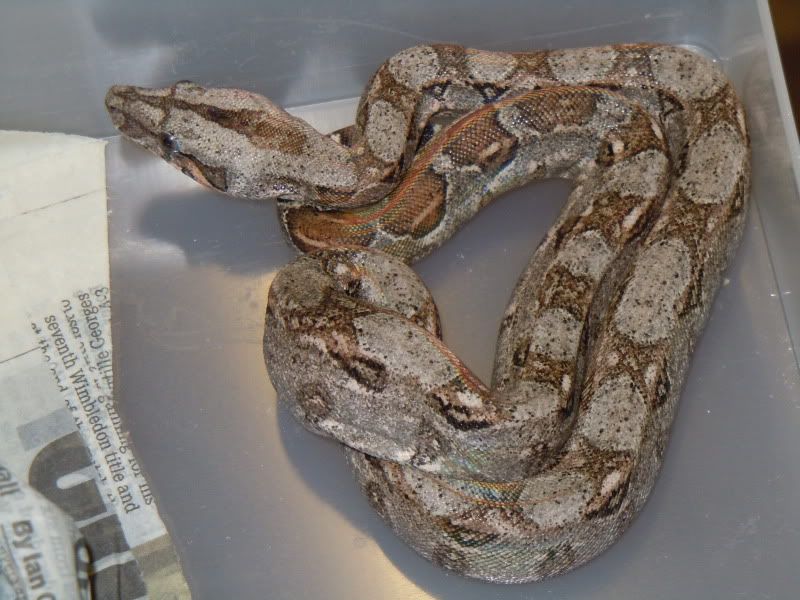 Leopard litter Reptile Forums